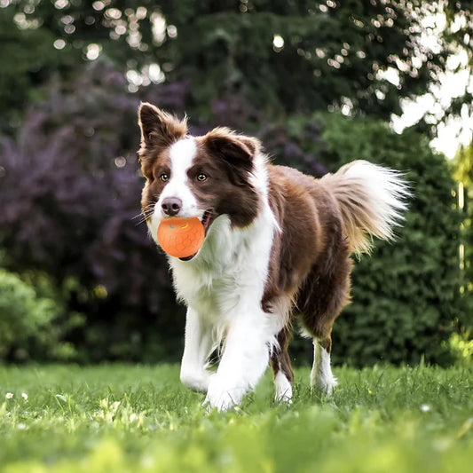 Frenesí - Pelota con Modo Dual para diversión ilimitada